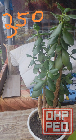 Комнатные цветы Донецк - изображение 3