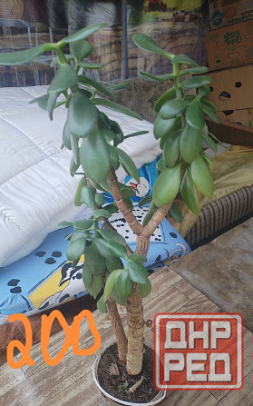 Комнатные цветы Донецк - изображение 4