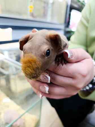 Сфинкс лысая морская свинка Донецк