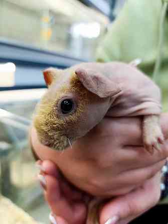 Сфинкс лысая морская свинка Донецк