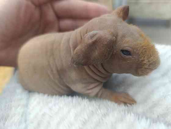 Сфинкс лысая морская свинка Донецк
