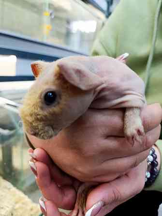 Сфинкс лысая морская свинка Донецк