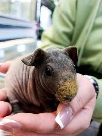 Сфинкс лысая морская свинка Донецк