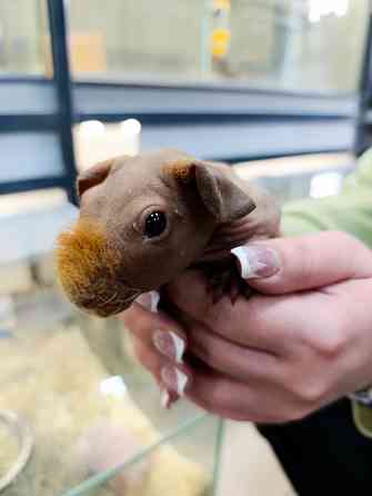 Сфинкс лысая морская свинка Донецк