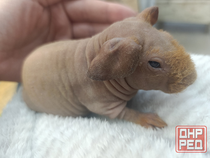 Сфинкс лысая морская свинка Донецк - изображение 1