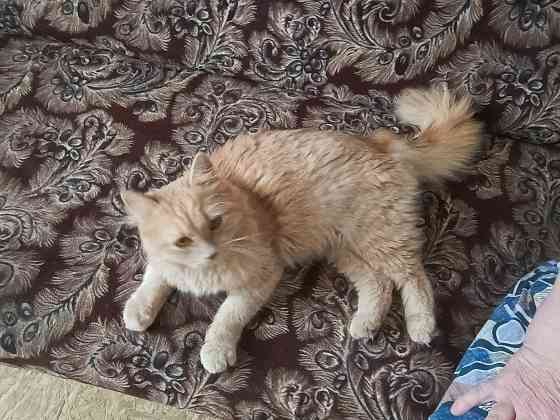 Отдам в добрые руки! Макеевка