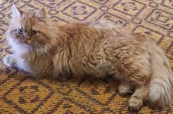 Отдам в добрые руки! Макеевка