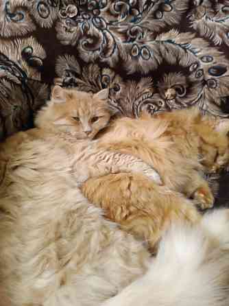 Отдам в добрые руки! Макеевка