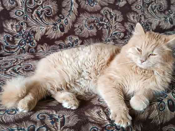 Отдам в добрые руки! Макеевка