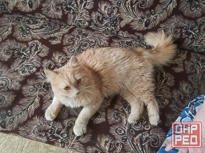 Отдам в добрые руки! Макеевка - изображение 1