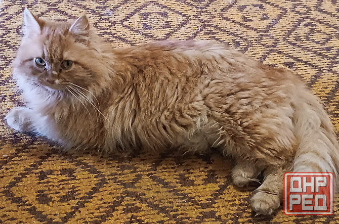 Отдам в добрые руки! Макеевка - изображение 4