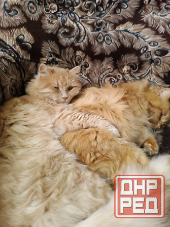 Отдам в добрые руки! Макеевка - изображение 3