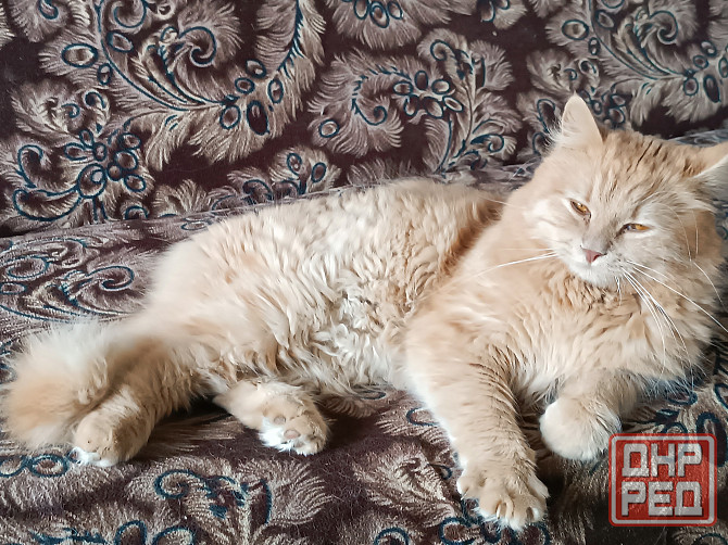 Отдам в добрые руки! Макеевка - изображение 2