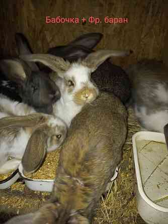 Кролики Макеевка