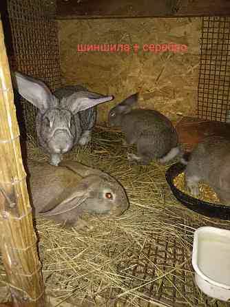 Кролики Макеевка