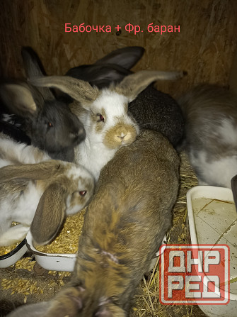 Кролики Макеевка - изображение 2