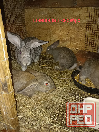 Кролики Макеевка - изображение 1