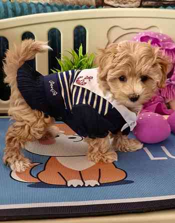 Продаются щенки Мальтипу F1 Донецк