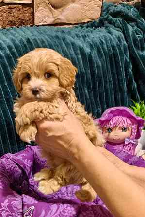 Продаются щенки Мальтипу F1 Донецк