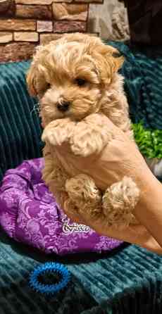 Продаются щенки Мальтипу F1 Донецк