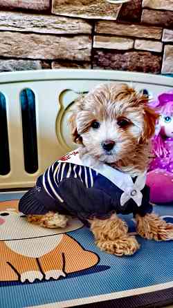 Продаются щенки Мальтипу F1 Донецк