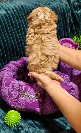 Продаются щенки Мальтипу F1 Донецк