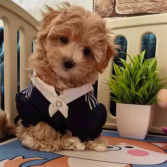 Продаются щенки Мальтипу F1 Донецк