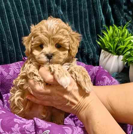 Продаются щенки Мальтипу F1 Донецк