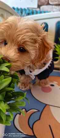 Продаются щенки Мальтипу F1 Донецк