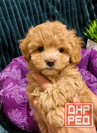 Продаются щенки Мальтипу F1 Донецк - изображение 2