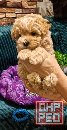 Продаются щенки Мальтипу F1 Донецк - изображение 4