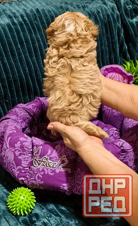 Продаются щенки Мальтипу F1 Донецк - изображение 5