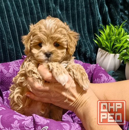 Продаются щенки Мальтипу F1 Донецк - изображение 1