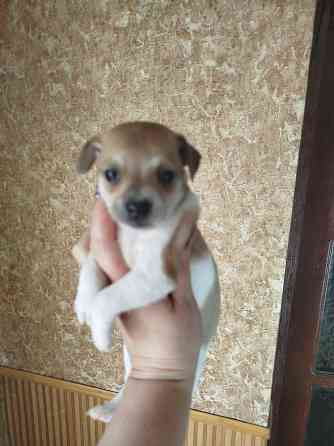 Щенки пинчера Мариуполь