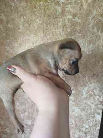 Щенки пинчера Мариуполь