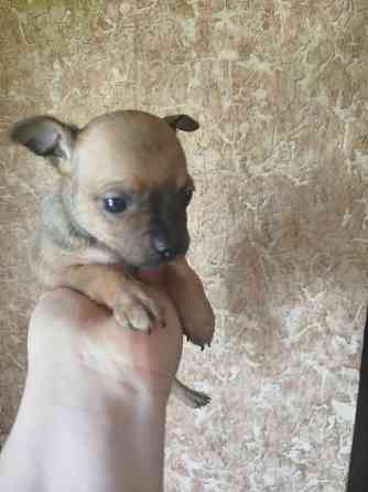 Щенки пинчера Мариуполь