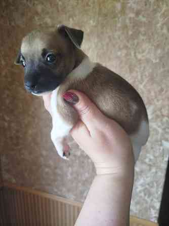 Щенки пинчера Мариуполь