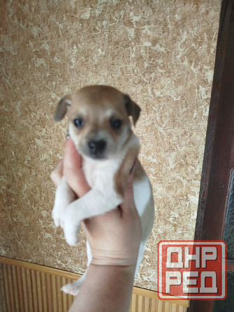 Щенки пинчера Мариуполь - изображение 4