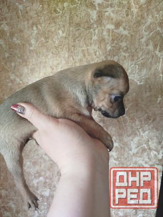 Щенки пинчера Мариуполь - изображение 2