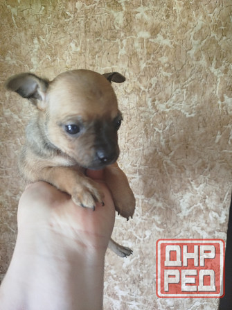 Щенки пинчера Мариуполь - изображение 1