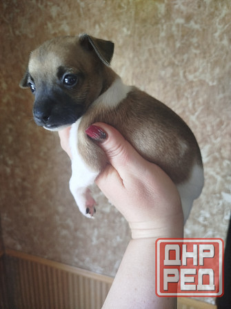 Щенки пинчера Мариуполь - изображение 3