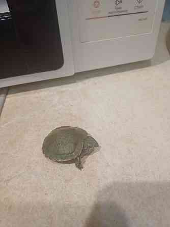 Декоративная черепаха (мини) Донецк