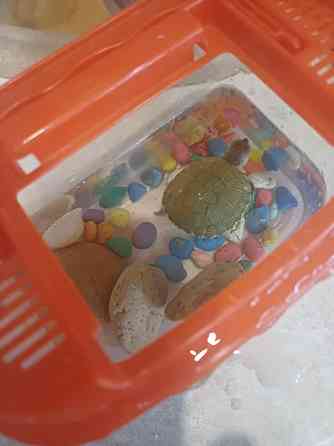 Декоративная черепаха (мини) Донецк