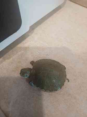 Декоративная черепаха (мини) Донецк