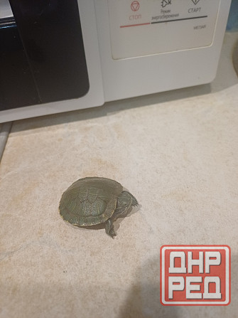 Декоративная черепаха (мини) Донецк - изображение 1