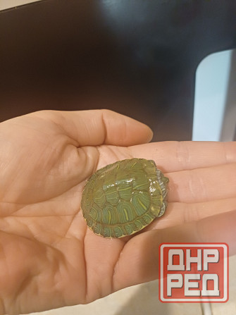 Декоративная черепаха (мини) Донецк - изображение 4