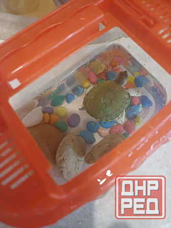 Декоративная черепаха (мини) Донецк - изображение 3