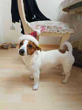 Объевление о поиске девочки собаки Джек Рассела для вязки. Донецк