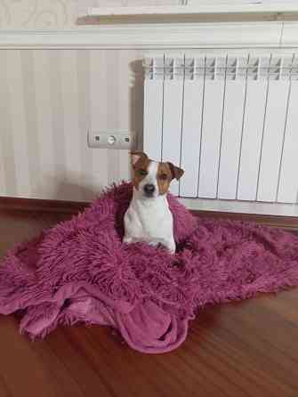 Объевление о поиске девочки собаки Джек Рассела для вязки. Донецк