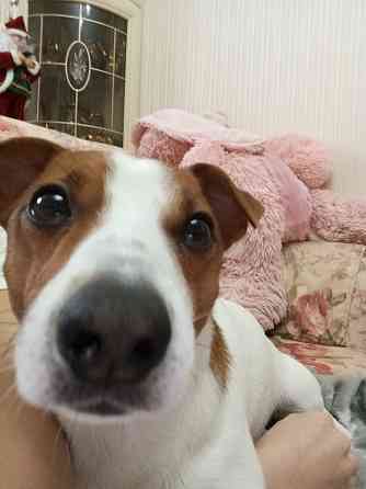 Объевление о поиске девочки собаки Джек Рассела для вязки. Донецк